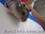продам сирийских джунгарских хомячков дешево Харьков - <ro>Изображение</ro><ru>Изображение</ru> #1, <ru>Объявление</ru> #147605