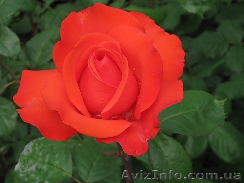 В Крым на день 8 марта из Харькова - <ro>Изображение</ro><ru>Изображение</ru> #1, <ru>Объявление</ru> #142274