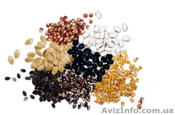 Продам весовые семена! - <ro>Изображение</ro><ru>Изображение</ru> #1, <ru>Объявление</ru> #149320