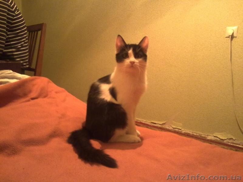 мы ждем добрых ручек - <ro>Изображение</ro><ru>Изображение</ru> #1, <ru>Объявление</ru> #161051