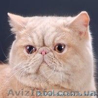 Котик приглашает на встречу. - <ro>Изображение</ro><ru>Изображение</ru> #1, <ru>Объявление</ru> #161952