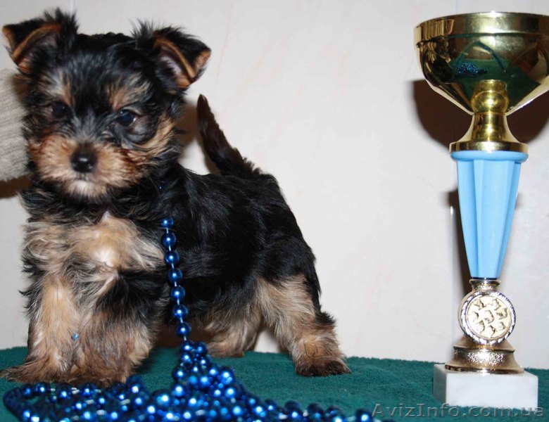 Щенки йоркширского терьера в Харькове - <ro>Изображение</ro><ru>Изображение</ru> #1, <ru>Объявление</ru> #168079