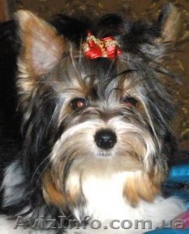 Продам щенка Бивер йорка дев - <ro>Изображение</ro><ru>Изображение</ru> #1, <ru>Объявление</ru> #158273