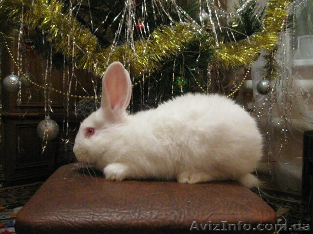 продам племеных кроликов - <ro>Изображение</ro><ru>Изображение</ru> #1, <ru>Объявление</ru> #181460