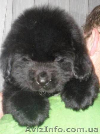 Щенков ньюфаундленда черного окраса - <ro>Изображение</ro><ru>Изображение</ru> #1, <ru>Объявление</ru> #158285