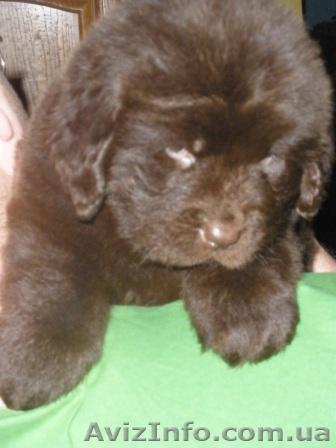 Щенков ньюфаундленда редкого коричневого окраса - <ro>Изображение</ro><ru>Изображение</ru> #1, <ru>Объявление</ru> #158290