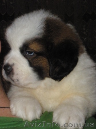 Продам щенков сенбернара от самой титулованной суки  Украины - <ro>Изображение</ro><ru>Изображение</ru> #1, <ru>Объявление</ru> #158276