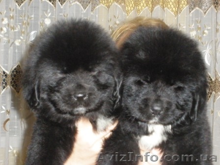 Продаю алиментных щенков ньюфаундленд - <ro>Изображение</ro><ru>Изображение</ru> #1, <ru>Объявление</ru> #158267