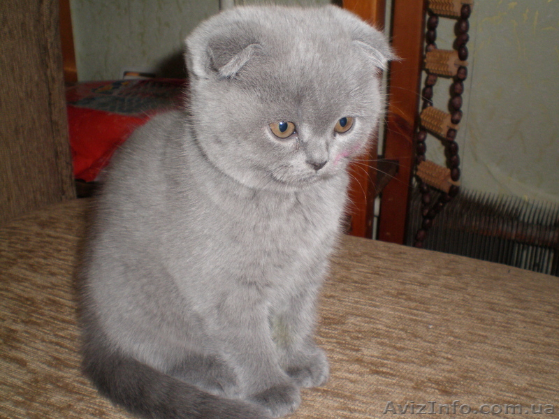 Вислоухая голубая кошечка - <ro>Изображение</ro><ru>Изображение</ru> #1, <ru>Объявление</ru> #181293