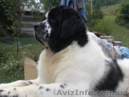 Предлагаем  к разведению бело-черный кобель ньюфаундленда - <ro>Изображение</ro><ru>Изображение</ru> #1, <ru>Объявление</ru> #158294