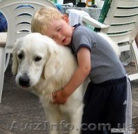 Кинологические услуги в Харькове - <ro>Изображение</ro><ru>Изображение</ru> #1, <ru>Объявление</ru> #179749