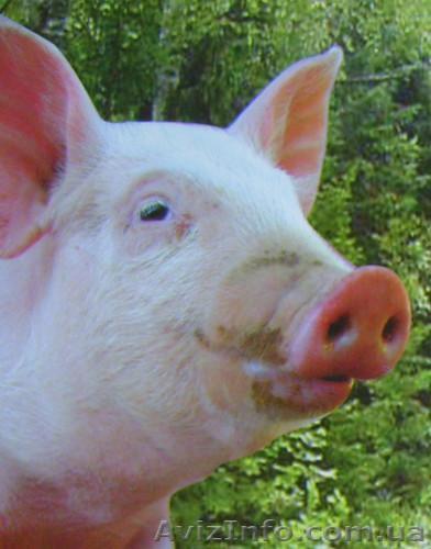 Продам  свинину - <ro>Изображение</ro><ru>Изображение</ru> #1, <ru>Объявление</ru> #172958