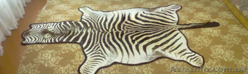 Продам Шкуру зебры - <ro>Изображение</ro><ru>Изображение</ru> #1, <ru>Объявление</ru> #162900