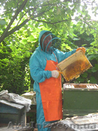 Мед. Харьков. Продам мёд. Своя пасека. - <ro>Изображение</ro><ru>Изображение</ru> #1, <ru>Объявление</ru> #184132