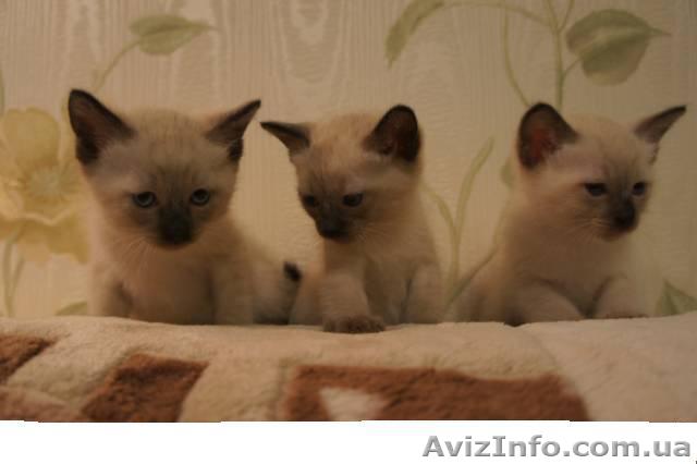 СИАМСКИЕ КОТЯТА! - <ro>Изображение</ro><ru>Изображение</ru> #1, <ru>Объявление</ru> #205614