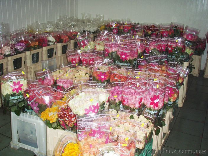 Комнатные растенния оптом - <ro>Изображение</ro><ru>Изображение</ru> #1, <ru>Объявление</ru> #185484