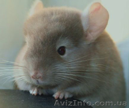 Шиншиллята ищут своих хозяев! - <ro>Изображение</ro><ru>Изображение</ru> #1, <ru>Объявление</ru> #213930