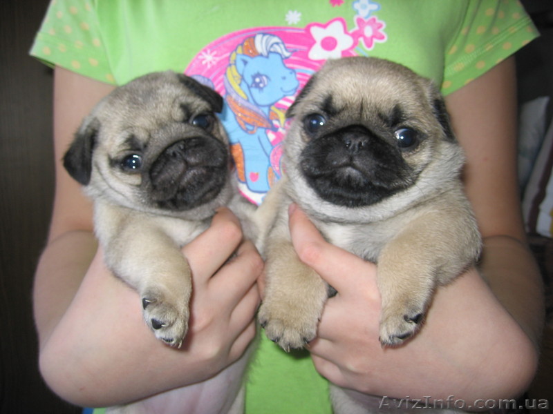 Мопсяшки-очаровашки - <ro>Изображение</ro><ru>Изображение</ru> #1, <ru>Объявление</ru> #195364