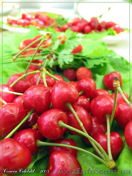 Участок с домом 12 соток - <ro>Изображение</ro><ru>Изображение</ru> #1, <ru>Объявление</ru> #204318