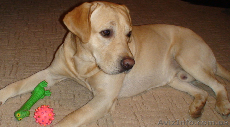 Дрессировка собак индивидуальная - <ro>Изображение</ro><ru>Изображение</ru> #1, <ru>Объявление</ru> #208772