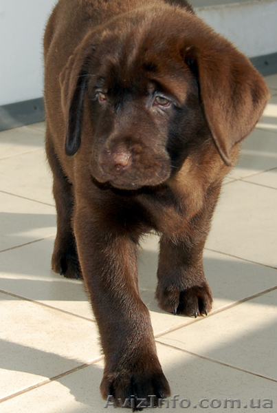 щенки лабрадора от импортного  кобеля  - <ro>Изображение</ro><ru>Изображение</ru> #1, <ru>Объявление</ru> #184643