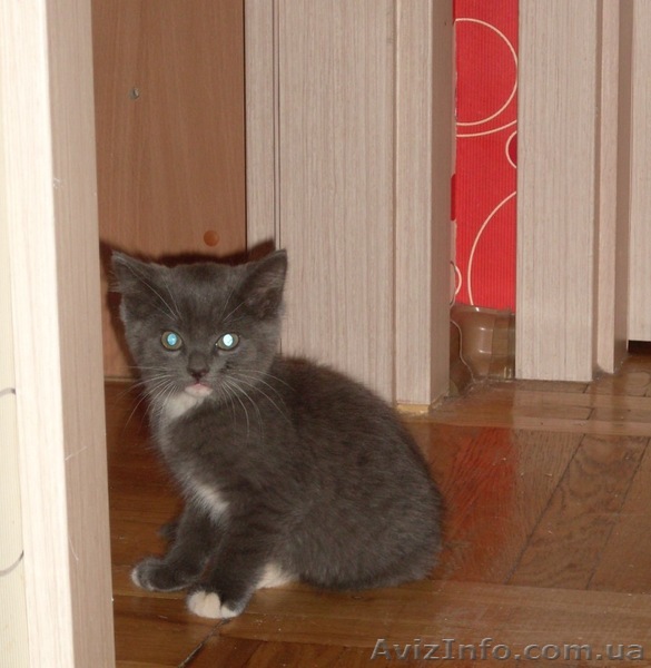 Дымчатый котенок 2мес. - <ro>Изображение</ro><ru>Изображение</ru> #1, <ru>Объявление</ru> #243180