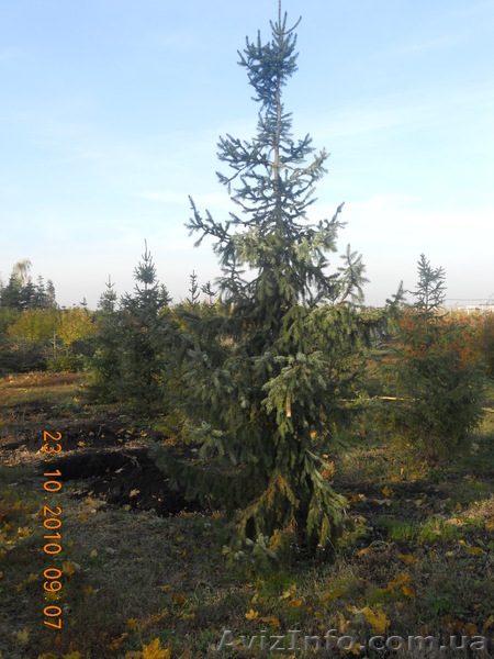 Питомник растений в Харькове "Грин Леди" - <ro>Изображение</ro><ru>Изображение</ru> #1, <ru>Объявление</ru> #225208