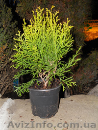 Садовый центр Старгарден - <ro>Изображение</ro><ru>Изображение</ru> #1, <ru>Объявление</ru> #245671