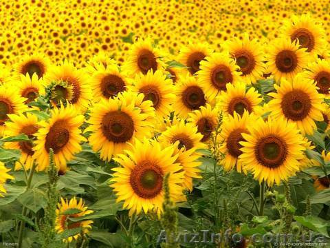 Высококачественные семена подсолнечника и кукурузы - <ro>Изображение</ro><ru>Изображение</ru> #1, <ru>Объявление</ru> #227710