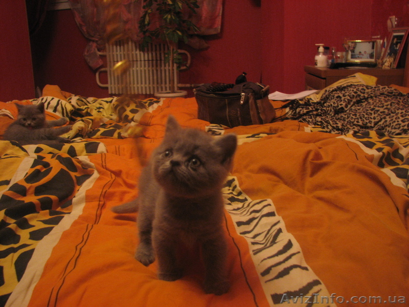 Британцы продам - <ro>Изображение</ro><ru>Изображение</ru> #1, <ru>Объявление</ru> #241794