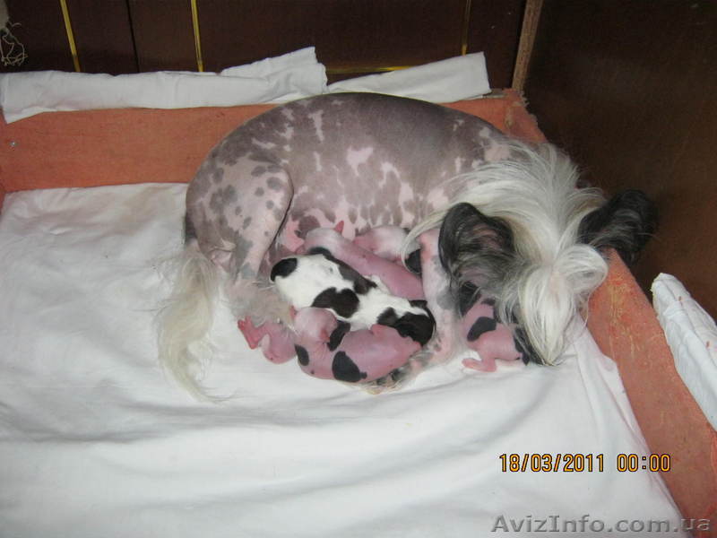 Позднякова Людмила - <ro>Изображение</ro><ru>Изображение</ru> #1, <ru>Объявление</ru> #226812