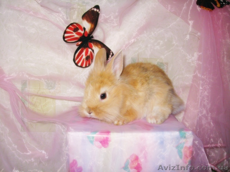 Декоративный кролик - <ro>Изображение</ro><ru>Изображение</ru> #1, <ru>Объявление</ru> #234696