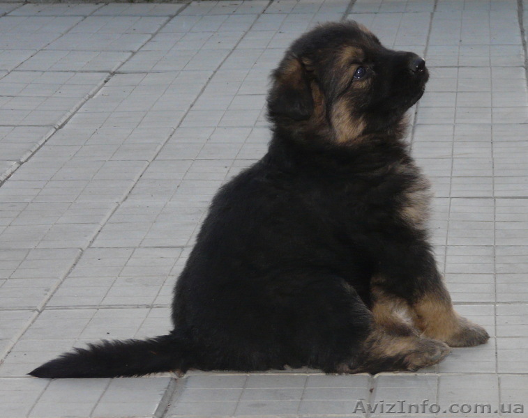 Самые лучшие щеночки восточной европейки - <ro>Изображение</ro><ru>Изображение</ru> #1, <ru>Объявление</ru> #246966