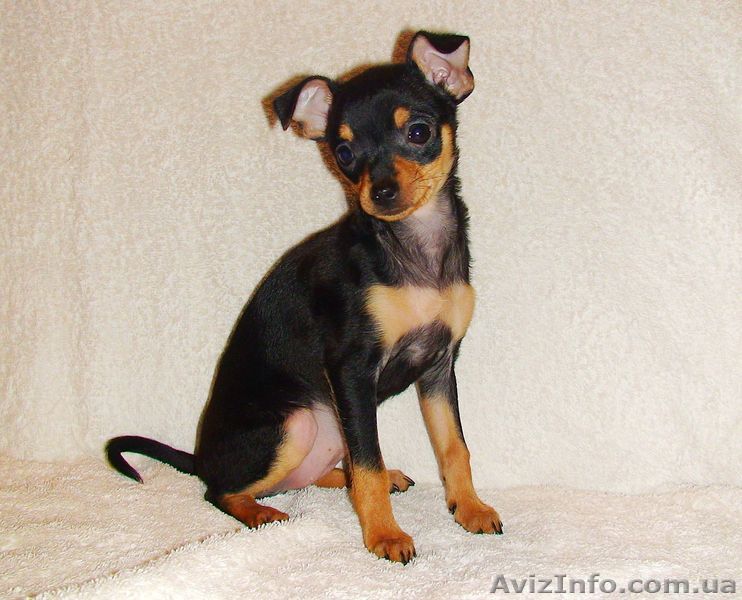 Русский той, девочка.  Документы КСУ-FCI - <ro>Изображение</ro><ru>Изображение</ru> #1, <ru>Объявление</ru> #255587