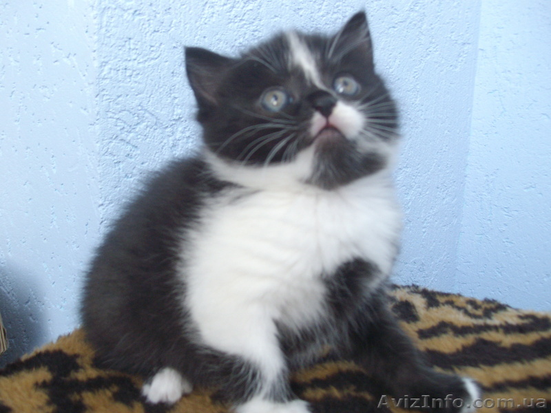 Подарю котят в хорошие руки!!! - <ro>Изображение</ro><ru>Изображение</ru> #1, <ru>Объявление</ru> #277641