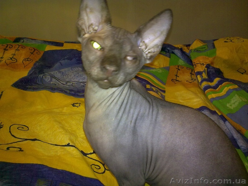 Продам кота сфинкса - <ro>Изображение</ro><ru>Изображение</ru> #1, <ru>Объявление</ru> #273625