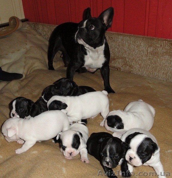 Щенки  бульдога - <ro>Изображение</ro><ru>Изображение</ru> #1, <ru>Объявление</ru> #257505