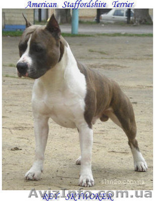 Продам шикарных щеночков американского стаффордширского терьера - <ro>Изображение</ro><ru>Изображение</ru> #1, <ru>Объявление</ru> #290370