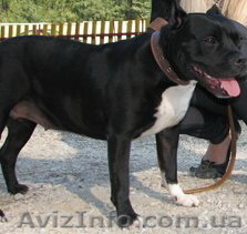 Отдам в хорошие руки СТАФФОРДА (сука, 1 год), с прививками, уши купированы. - <ro>Изображение</ro><ru>Изображение</ru> #1, <ru>Объявление</ru> #303919