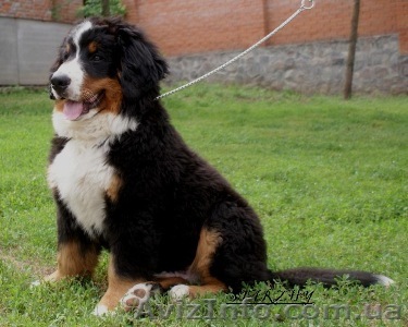 Щенки бернского зенненхунда недорого - <ro>Изображение</ro><ru>Изображение</ru> #1, <ru>Объявление</ru> #27082