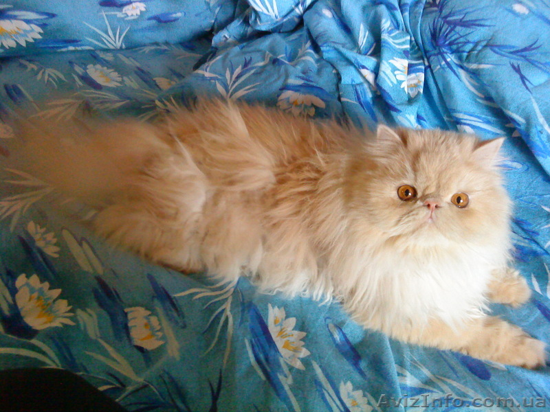 Срочно!!! Отдам персидского кота в хорошие руки - <ro>Изображение</ro><ru>Изображение</ru> #1, <ru>Объявление</ru> #307432