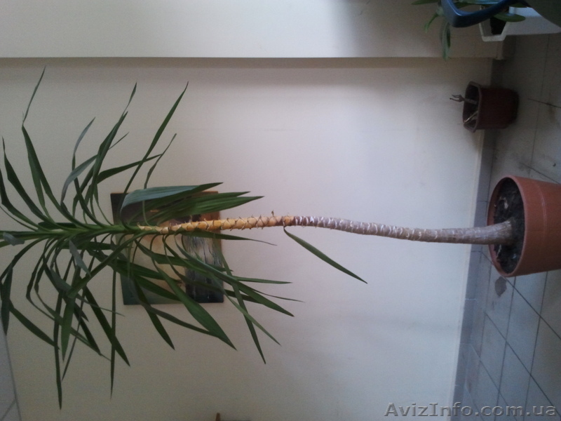 продам пальму ЮККА - <ro>Изображение</ro><ru>Изображение</ru> #1, <ru>Объявление</ru> #303300