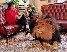 Передержка животных,няня для животных Харьков - <ro>Изображение</ro><ru>Изображение</ru> #1, <ru>Объявление</ru> #282045