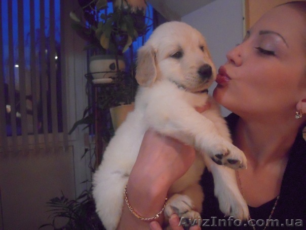 щенки золотистого ретривера голд - <ro>Изображение</ro><ru>Изображение</ru> #1, <ru>Объявление</ru> #284023