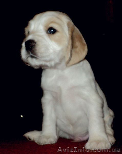 щенки Русский Спаниель - <ro>Изображение</ro><ru>Изображение</ru> #1, <ru>Объявление</ru> #318396