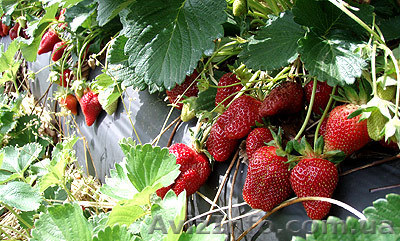 Земляника садовая - <ro>Изображение</ro><ru>Изображение</ru> #1, <ru>Объявление</ru> #307614