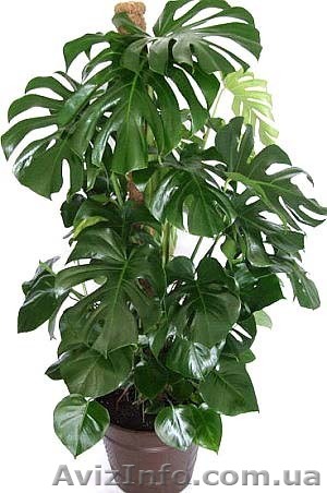 продам большую монстеру - <ro>Изображение</ro><ru>Изображение</ru> #1, <ru>Объявление</ru> #333218