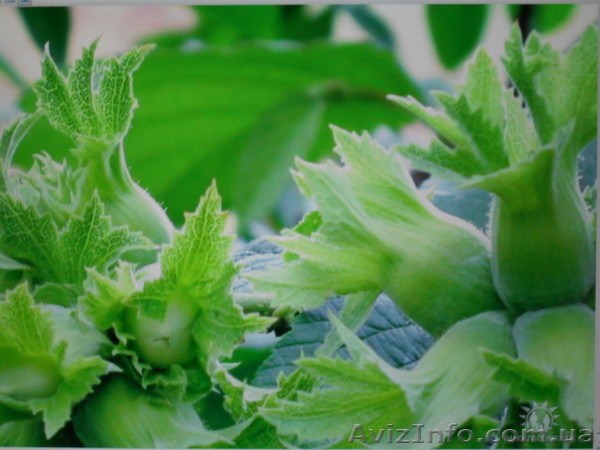 Фундук морозостойкий - <ro>Изображение</ro><ru>Изображение</ru> #1, <ru>Объявление</ru> #307638