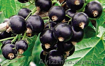 Чёрная смородина - <ro>Изображение</ro><ru>Изображение</ru> #1, <ru>Объявление</ru> #307659