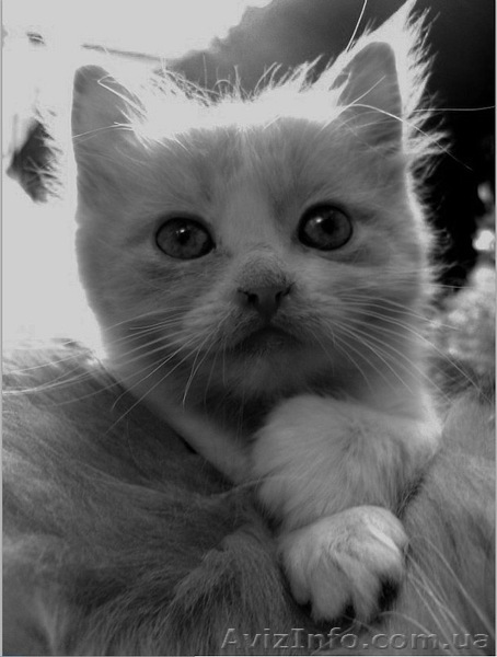 Отдам котенка в хорошие и заботливые руки - <ro>Изображение</ro><ru>Изображение</ru> #1, <ru>Объявление</ru> #323954